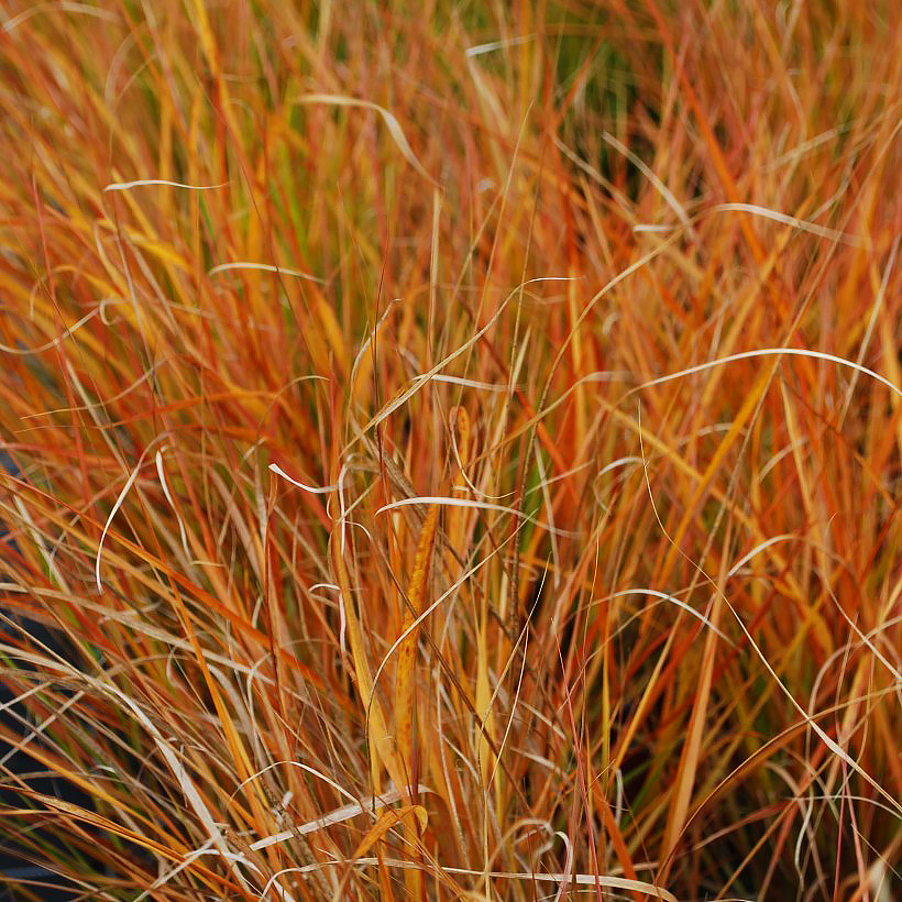 Stipa - Federgras