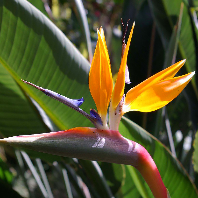 Strelitzia - Paradiesvogelblume