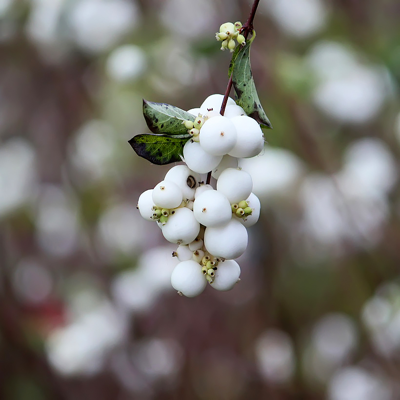 Schneebeeren