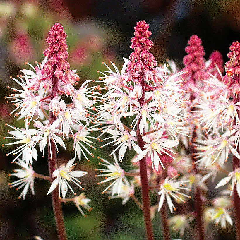 Tiarella und Heucherella