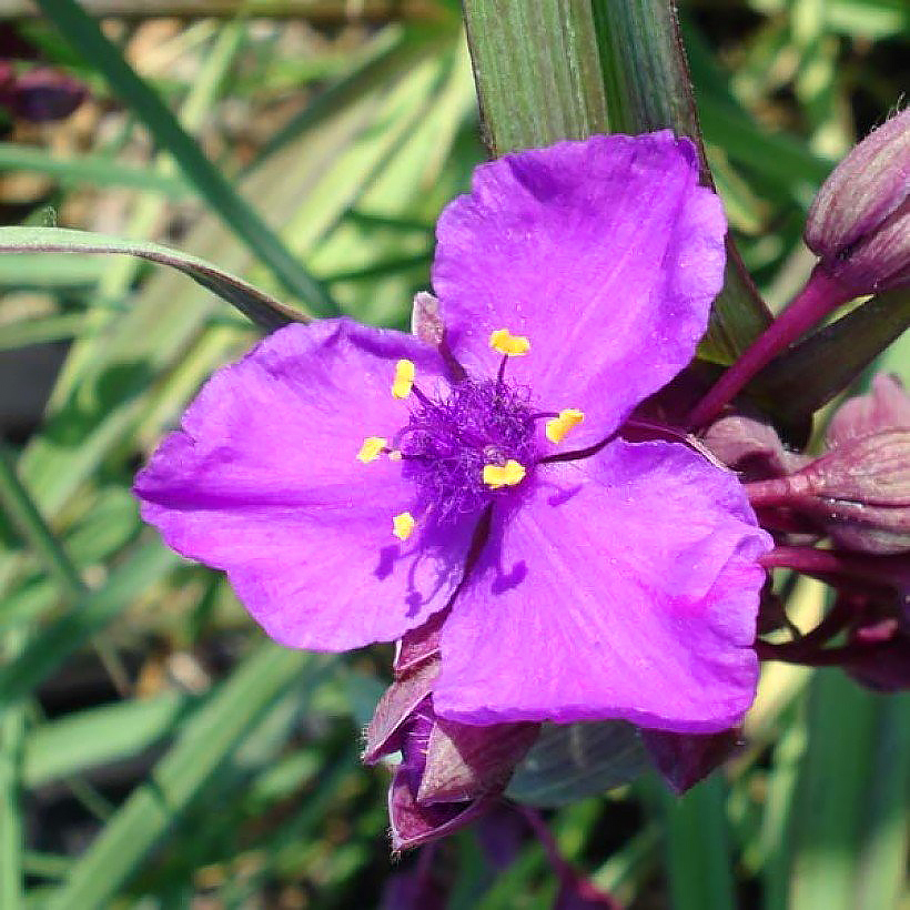 Tradescantia - Dreimasterblume