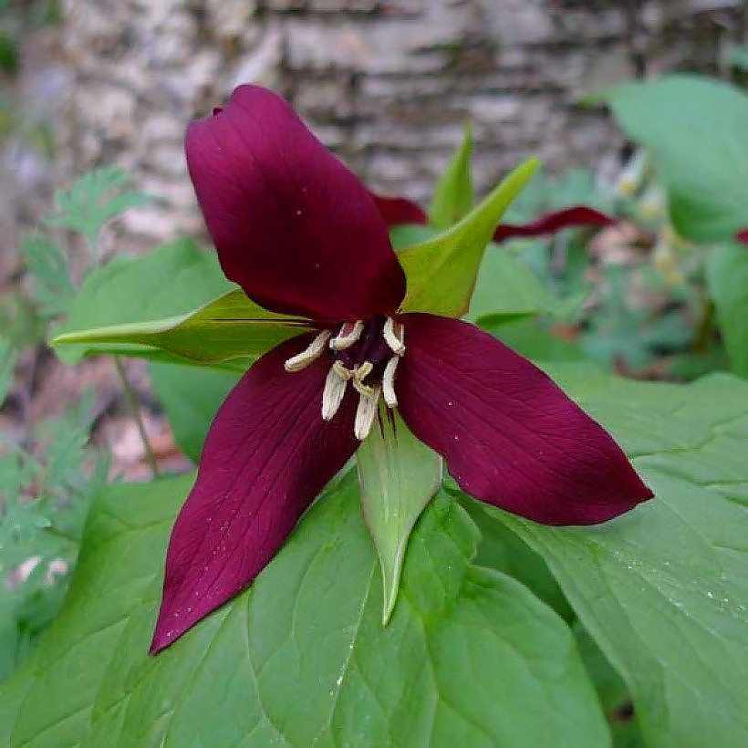 Trillium - Waldlilien