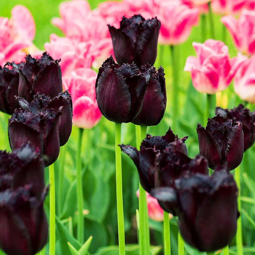 Tulpen mit schwarzen Blüten