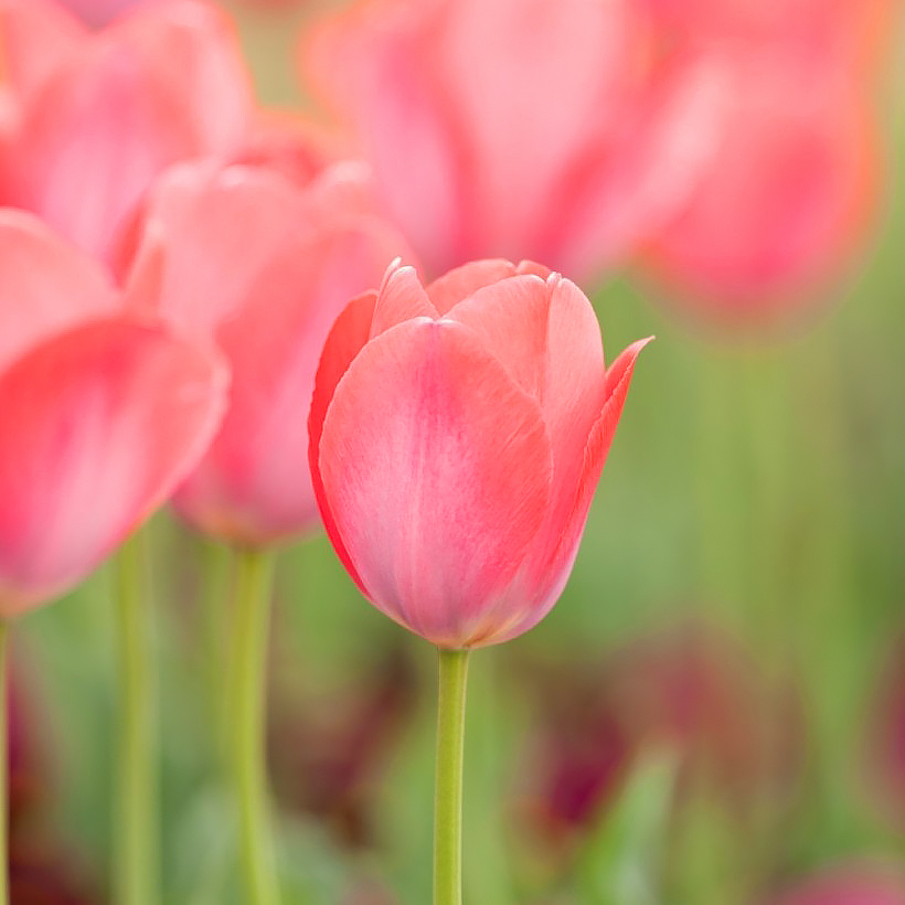 Tulpen mit rosa Blüten