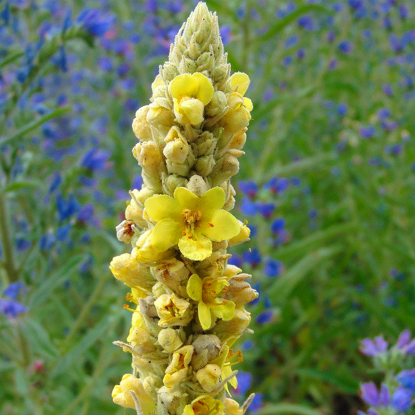 Verbascum - Königskerze