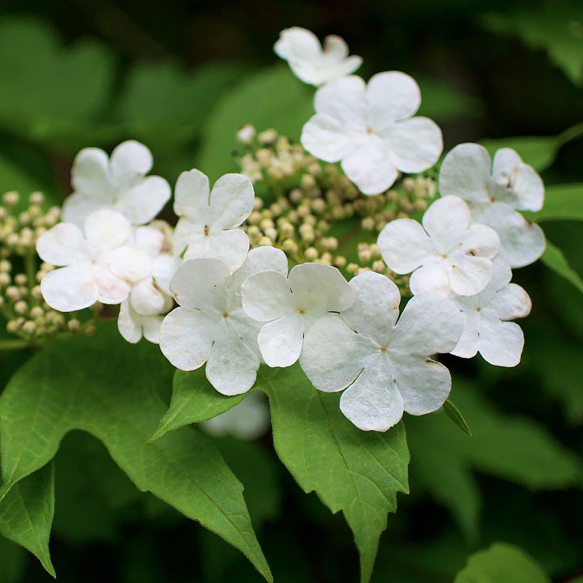 Viburnum - Schneeball