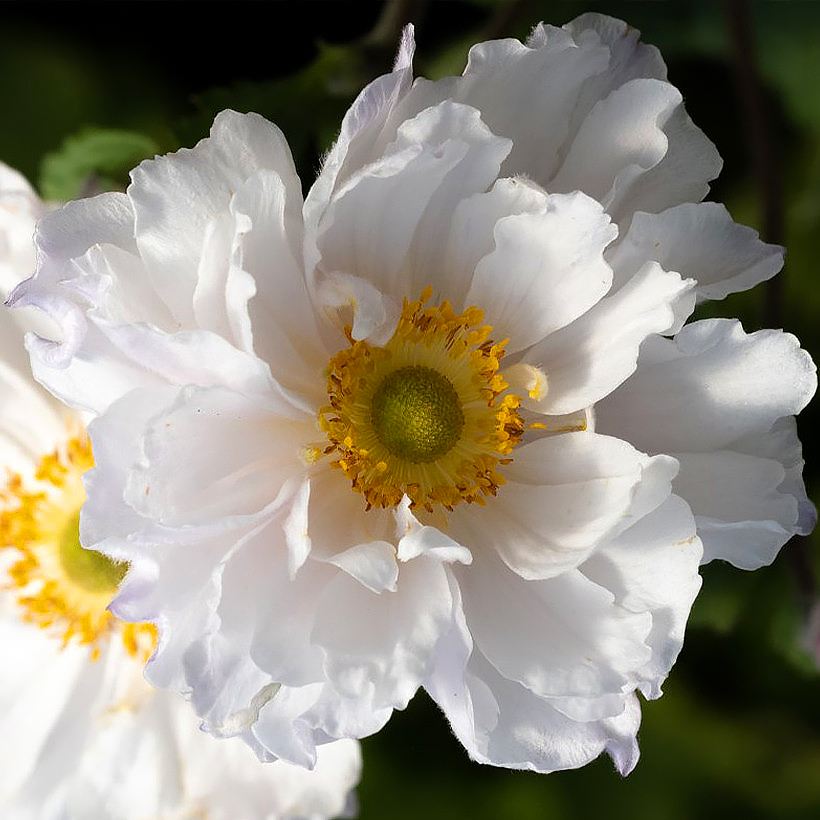 Stauden mit weißen Blüten