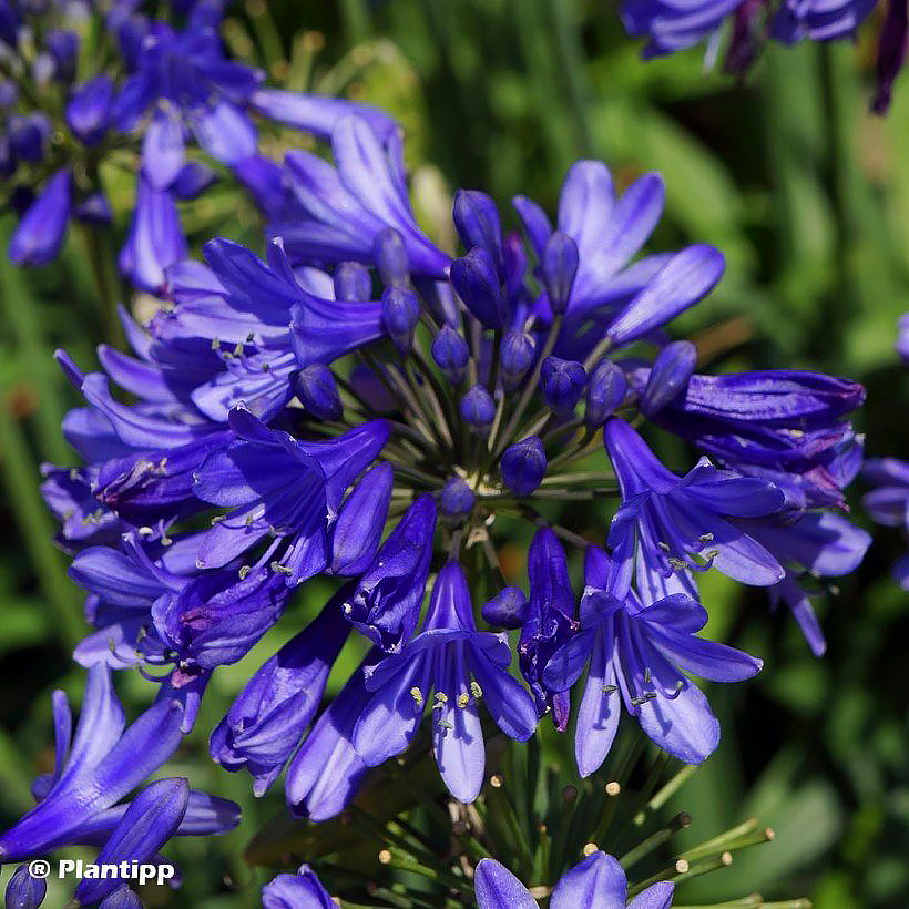 Stauden mit blauen Blüten