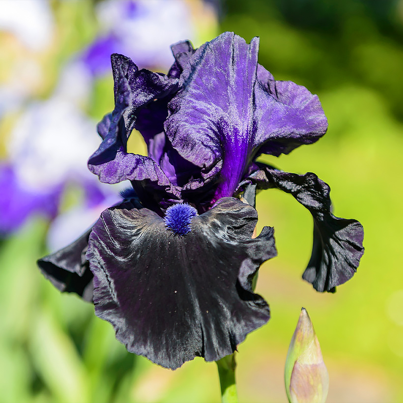 Stauden mit violetten und purpurfarbenen Blüten