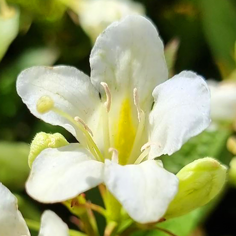 Weigelien mit weißen Blüten