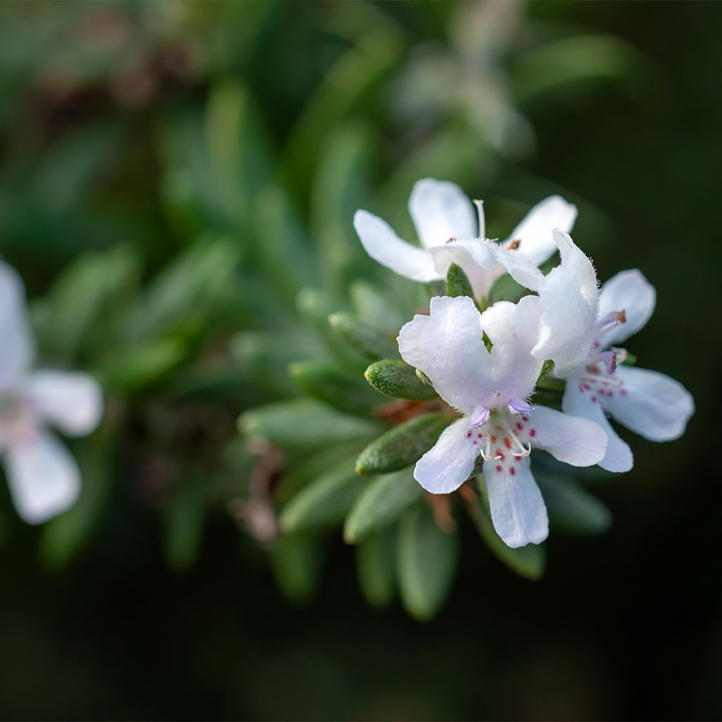 Westringia - Australischer Rosmarin