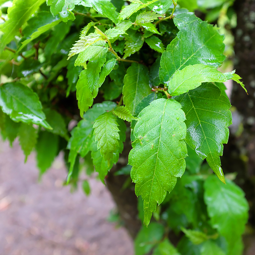 Zelkova