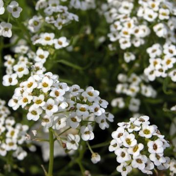 Strand-Silberkraut Snow Princess - Lobularia