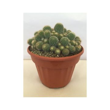 Rebutia sp. - Rebutie