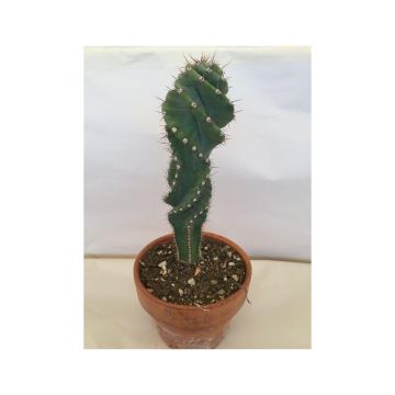 Cereus forbesii Spiralis - Säulenkaktus