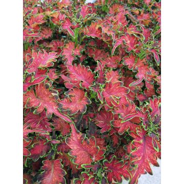 Buntnessel Copinto Planter's Punch - Solenostemon