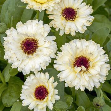 Graines de Calendula officinalis Snow Princess - Souci des Jardins