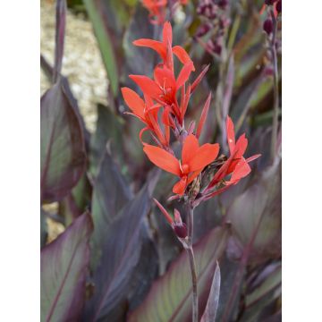 Blumenrohr Ibis - Canna