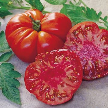 Tomate Tomande F1 Bio