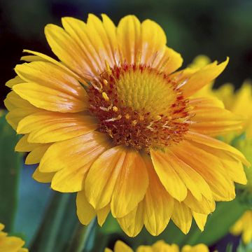 Kokardenblume Arizona Apricot (Samen) - Gaillardia grandiflora