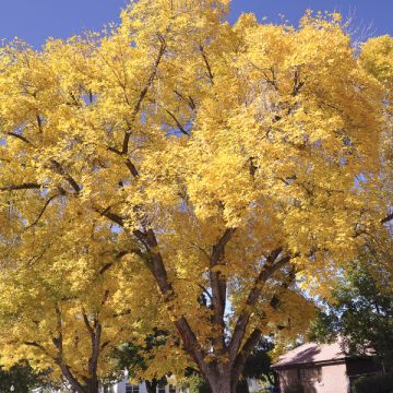 Ginkgo biloba Autumn Gold - Fächerblattbaum