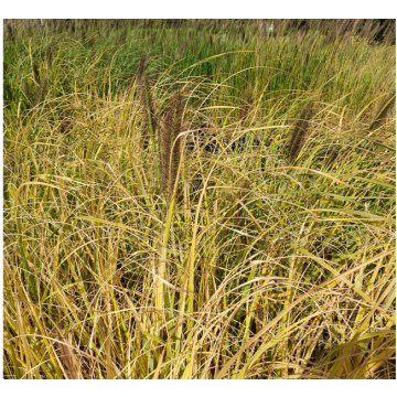 Lampenputzergras Lepage Gold - Pennisetum alopecuroïdes