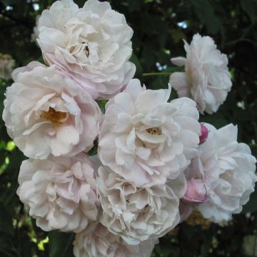 Rosier grimpant Blush Noisette