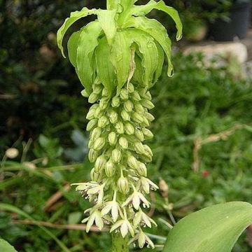 Eucomis bicolor Alba - Schopflilie