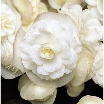 Begonie Doublet White - Begonia semperflorens