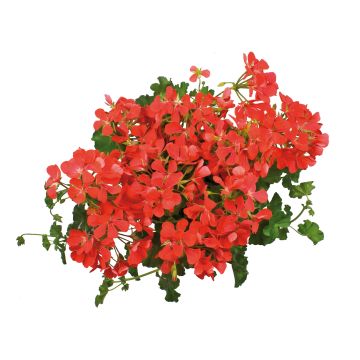 Hängegeranie Royal Single Orange - Pelargonium