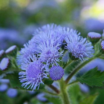 Ageratum Packstar Blue - Leberbalsam