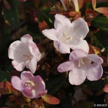 Abelia grandiflora Petite Garden Minedward