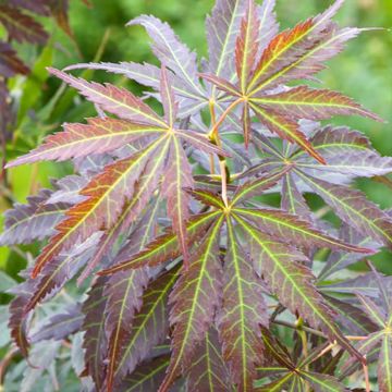 Erable du Japon - Acer palmatum Sumi-nagashi