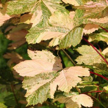 Erable sycomore - Acer pseudoplatanus Simon-Louis Frères