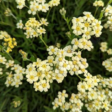 Achillea King Edward - Filzige Schafgarbe