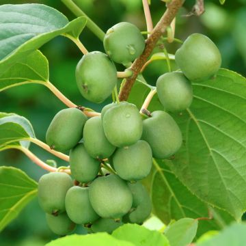 Actinidia arguta Fresh Jumbo - Zwerg Kiwi