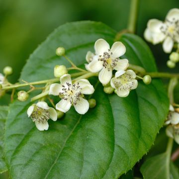 Actinidia arguta Romeo - Zwerg Kiwi