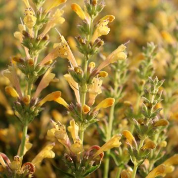 Agastache Kudos Yellow - Duftnessel