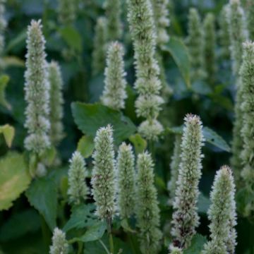 Agastache rugosa Alabaster - Duftnessel