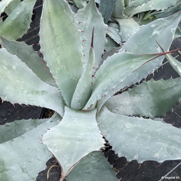 Agave durangensis