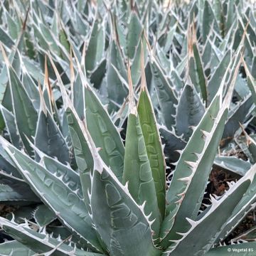 Agave kerchovei