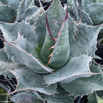 Agave parrasana