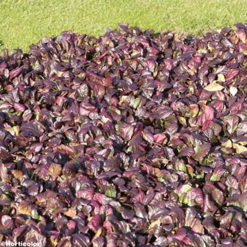 Ajuga reptans Jungle Beauty - Kriechender Günsel