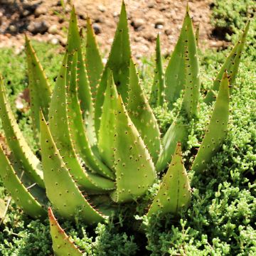 Aloe ferox - Kap-Aloe