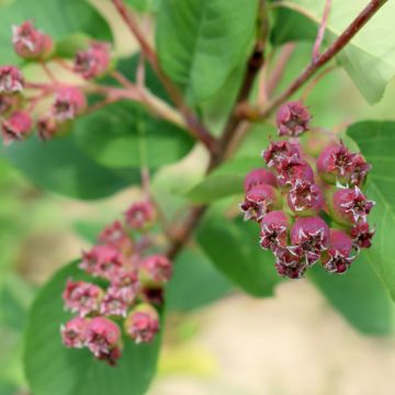 Amélanchier alnifolia Martin - Amélanchier à feuilles d'aulne