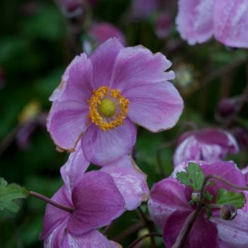 Anémone japonaise Rosenschale