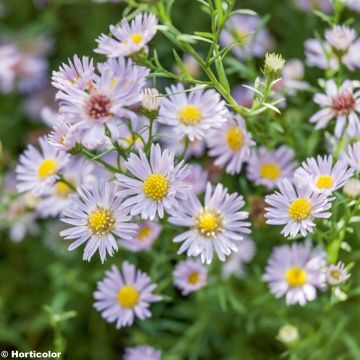 Aster ericoïdes Esther - Myrten Aster