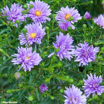 Aster novi-belgii Sarah Ballard - Glattblatt-Aster