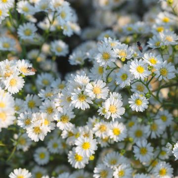 Aster ericoïdes Schneegitter - Myrten Aster