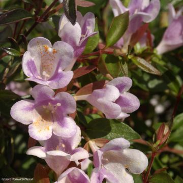 Abelia grandiflora Pastel Charm